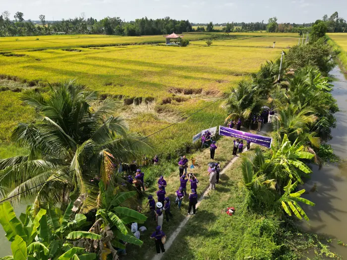 Cánh đồng lúa vùng trồng nguyên liệu nhìn từ trên cao